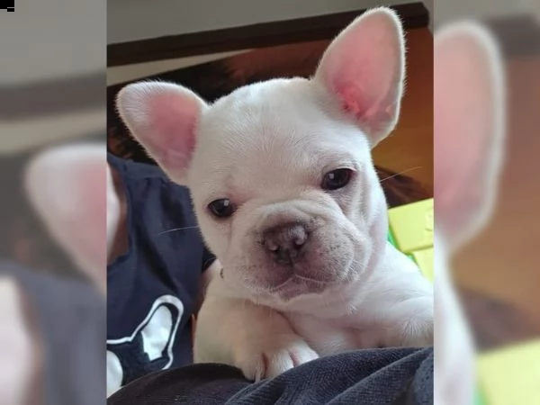 bulldog francese pronto ora