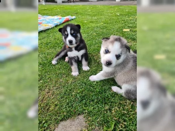 cuccioli di razza siberian husky