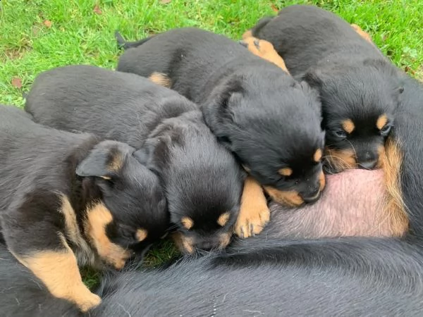 cuccioli di razza rottweiler