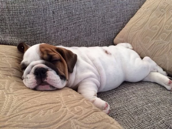 cuccioli di bulldog inglese