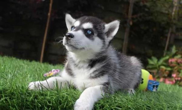 siberian husky cuccioli disponibili
