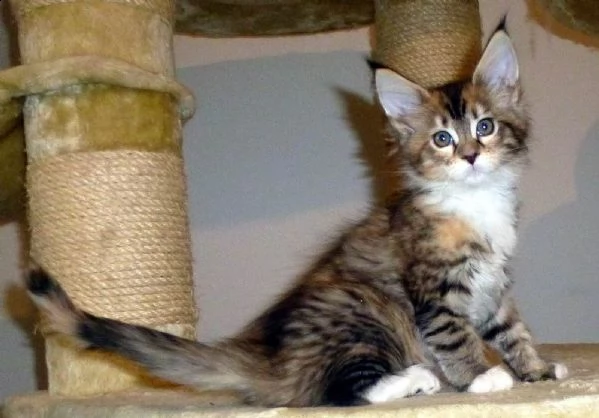 splendidi cuccioli di maine coon