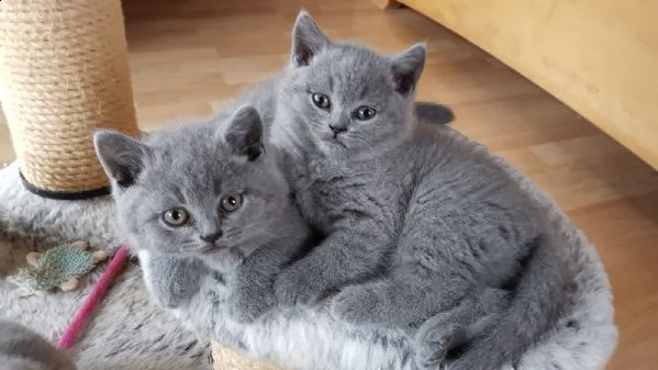 british shorthair gattini