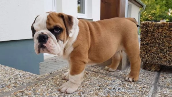 cucciolo di bulldog inglese per adozione