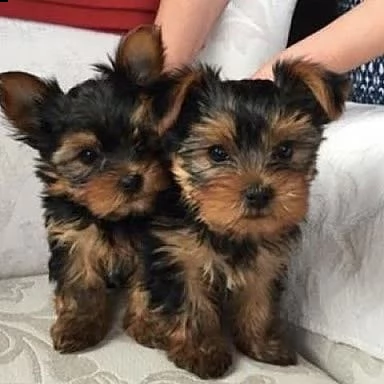cuccioli di yorkshire terrier | Foto 0