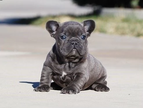 bellissimi cuccioli francesi | Foto 6