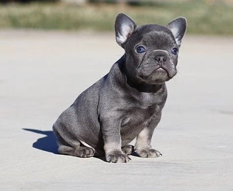 bellissimi cuccioli francesi | Foto 5