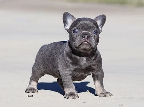 bellissimi cuccioli francesi | Foto 4