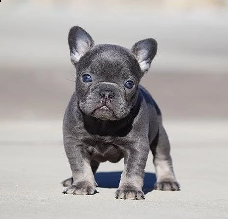 bellissimi cuccioli francesi