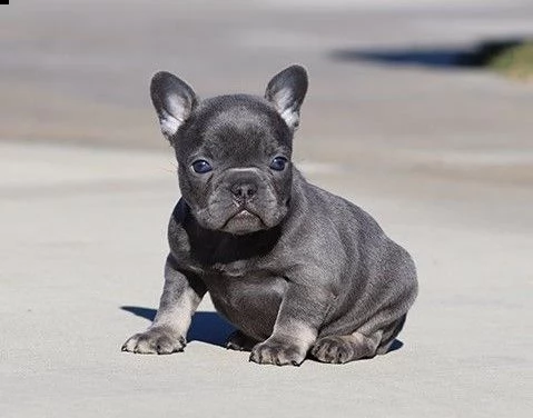 bellissimi cuccioli francesi | Foto 3