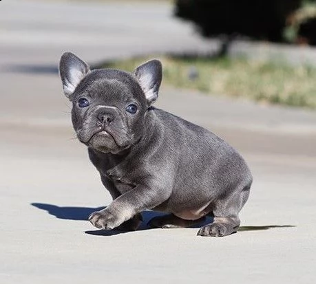 bellissimi cuccioli francesi | Foto 2