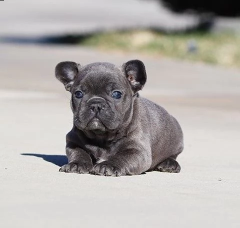 bellissimi cuccioli francesi | Foto 1
