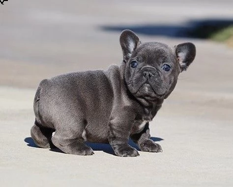 bellissimi cuccioli francesi | Foto 0