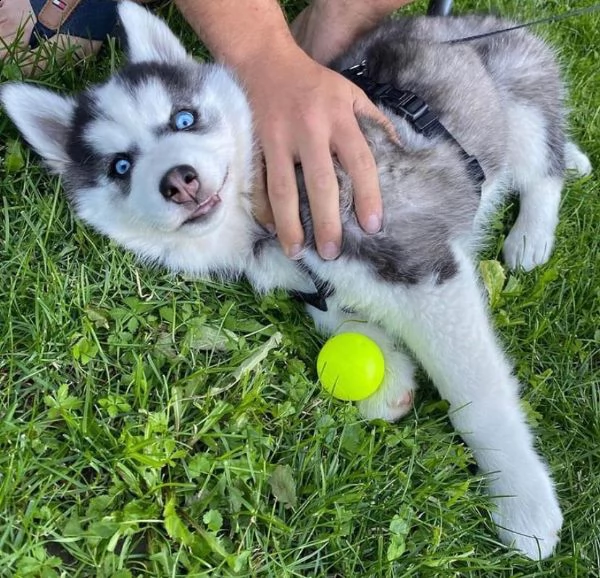  cuccioli di siberian husky 