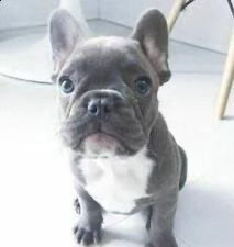 vendita cucciolo bouledogue francese.