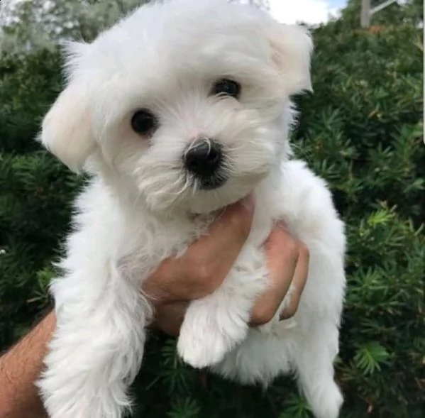 regalo adorabili cuccioli maltesi bichon disponibili per natale