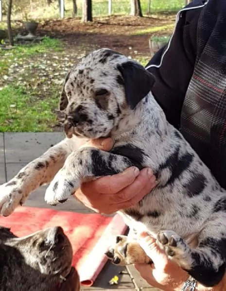   regalo adorabili cuccioli alano femminucce e maschietti