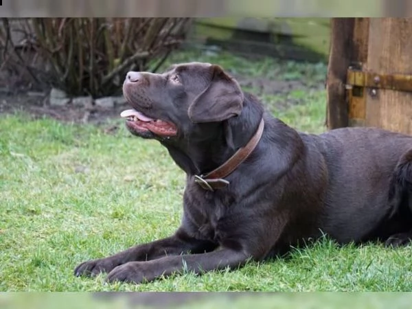   cucciolo di labrador straordinariamente bello, marrone cioccolato con i migliori risultati degli e