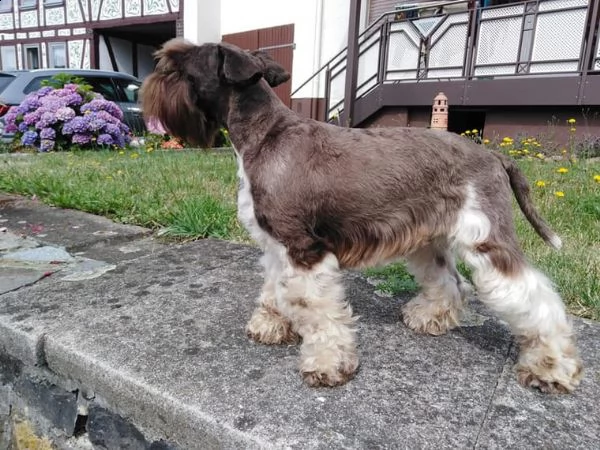 schnauzer in miniatura