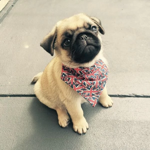 regalo di cuccioli di carlino