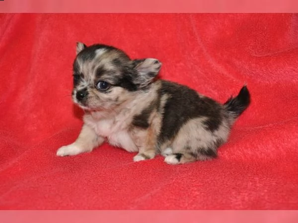  chihuahua | Foto 0