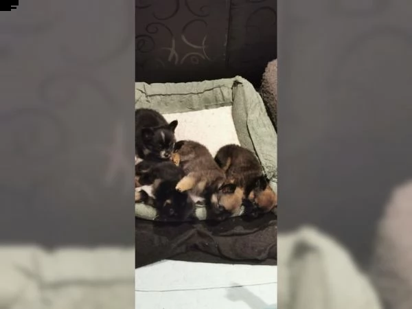  chihuahua