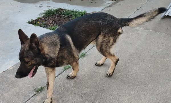 Pastore tedesco grigione  | Foto 3