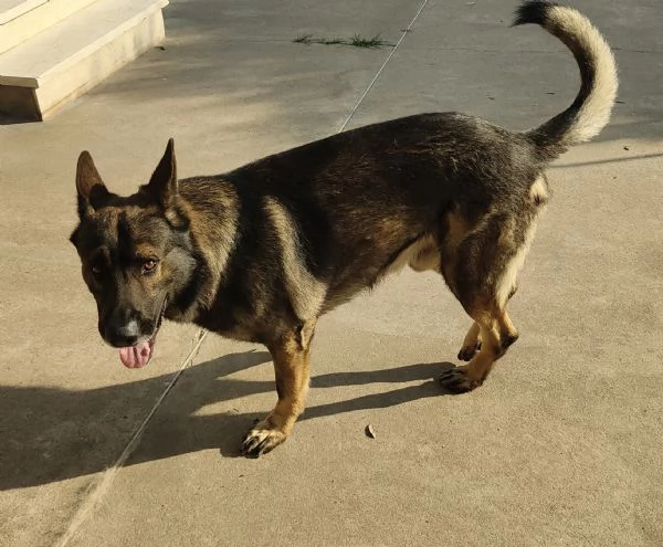 Pastore tedesco grigione  | Foto 2