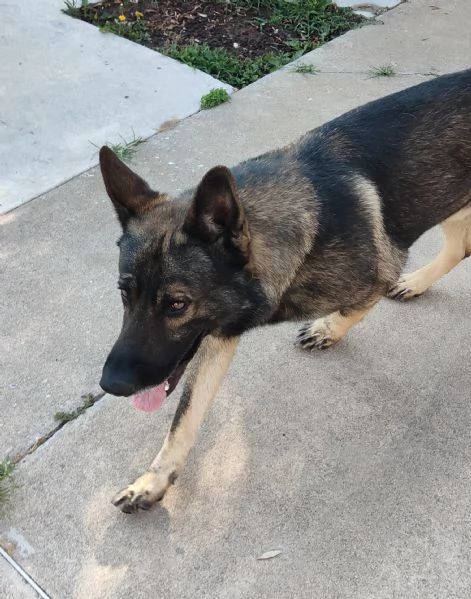 Pastore tedesco grigione  | Foto 1