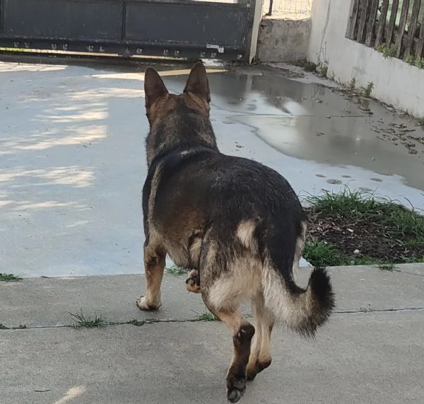 Pastore tedesco grigione  | Foto 0