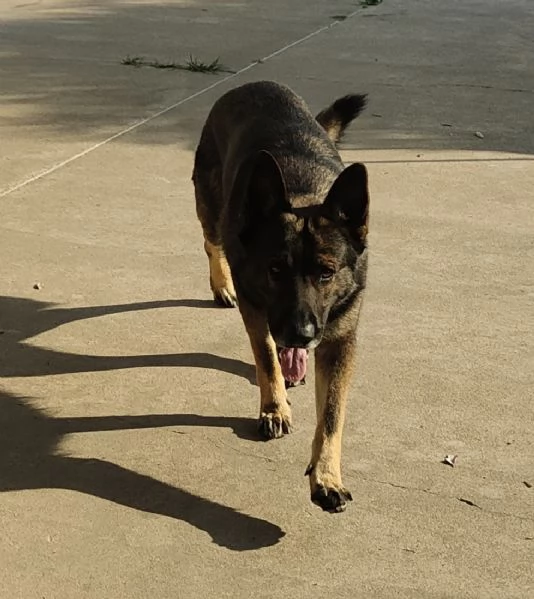 Pastore tedesco grigione 