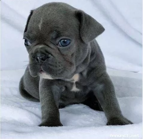cuccioli di bouledogue francese
