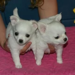 email : ameliajefferson80[at]gmail[.com] adorabili cuccioli di micro chihuahua femminucce e maschietti di