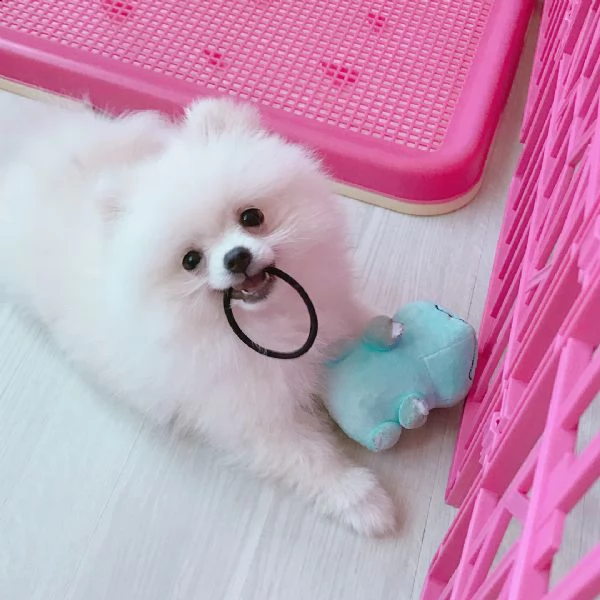 vendita cuccioli di pomerania