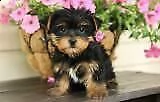 cuccioli di yorkie piccoli di razza