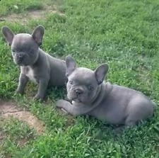 cuccioli di bulldog francesi