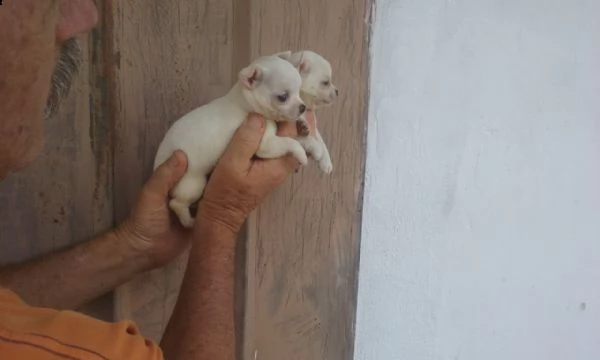 chihuahua di colori chiari piccolissimi
