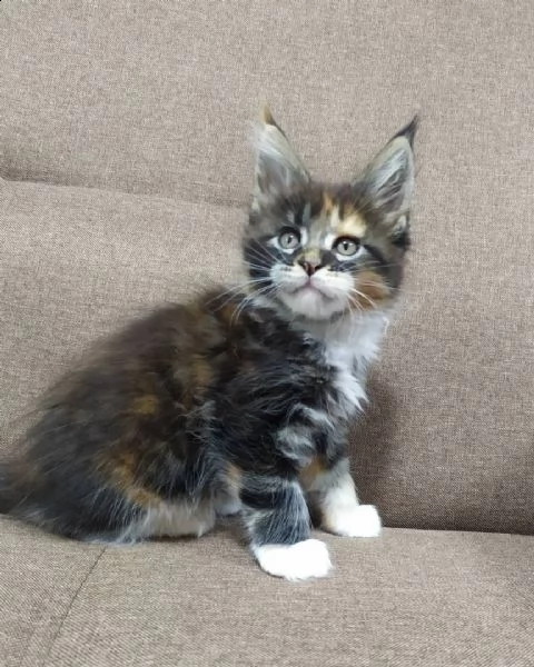 maine coon per adozione | Foto 2