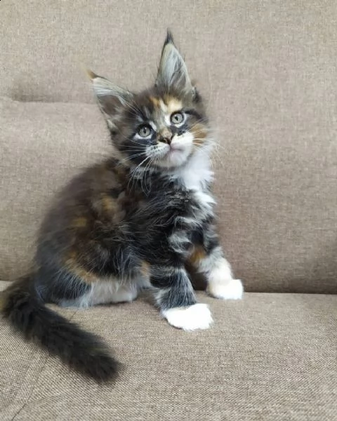 maine coon per adozione | Foto 1