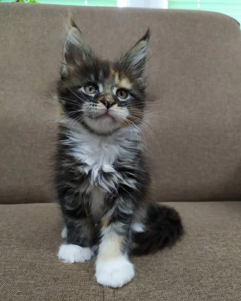 maine coon per adozione | Foto 0