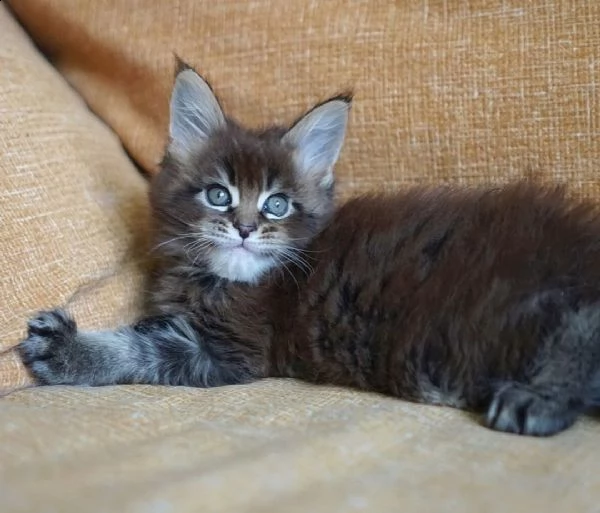 maine coon  | Foto 1