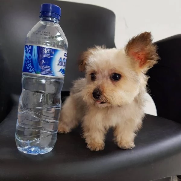 bambino sano dello yorkshire in adozione, | Foto 0