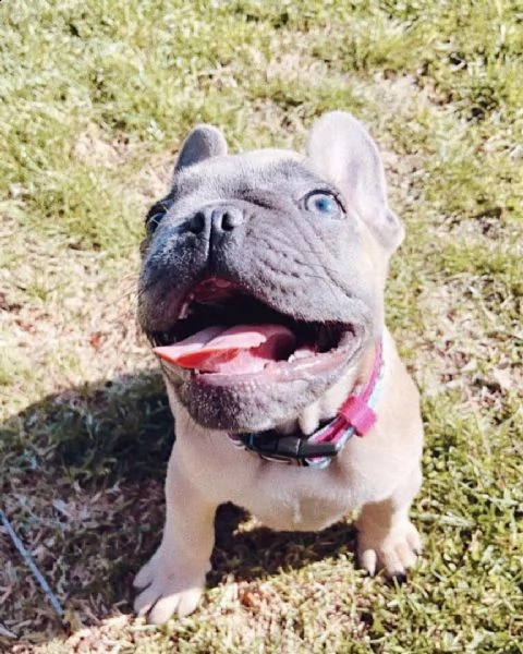 adorabili cuccioli in adozione | Foto 1