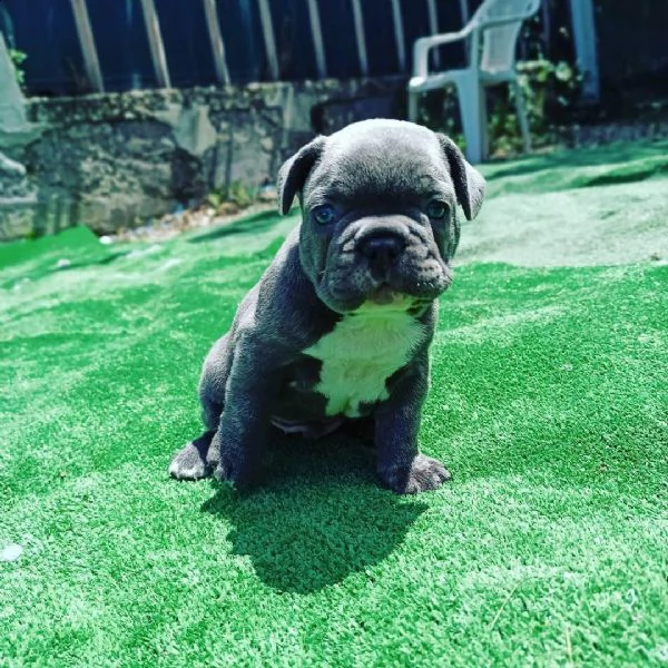 adorabili cuccioli in adozione | Foto 0