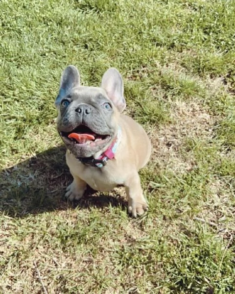 adorabili cuccioli in adozione