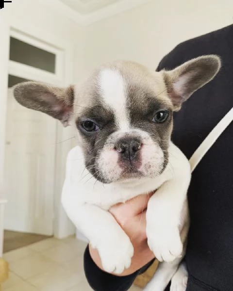 bel regalo cucciolo bulldog francese per l'adozione