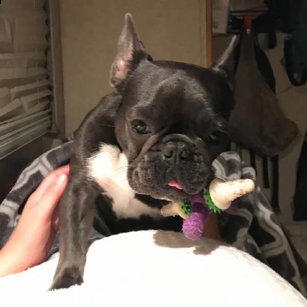 bel regalo cucciolo bulldog francese per l'adozione | Foto 0
