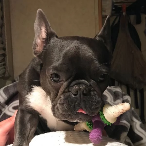 cuccioli di bulldog francese maschi e femmine in adozione, | Foto 0