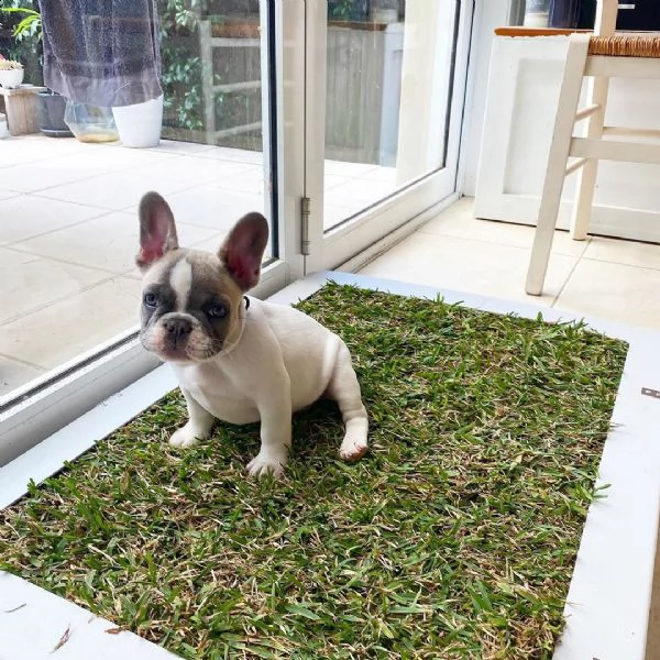 cuccioli di bulldog francese maschi e femmine in adozione,