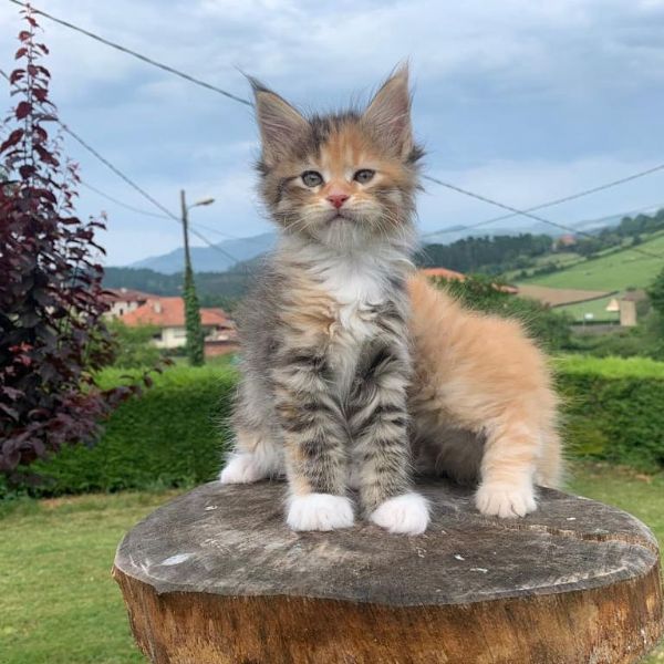 maine coon | Foto 0